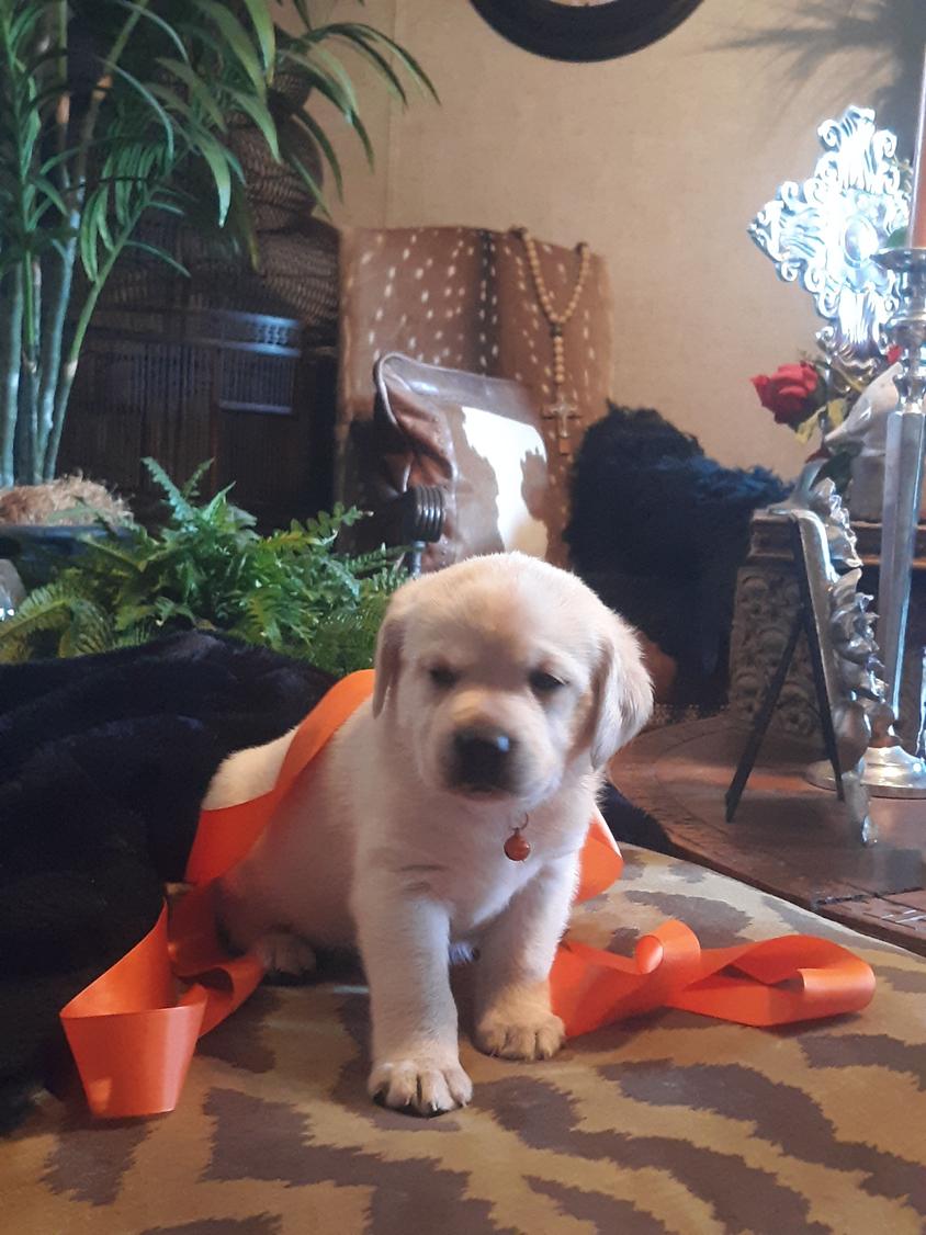 White Colored Allure Ranch Labrador Retriever's