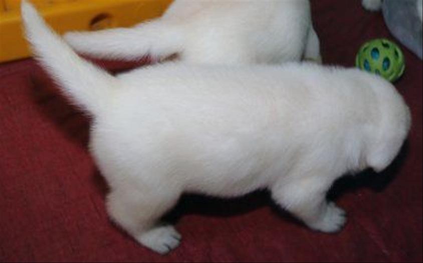 Yellow Colored Cute LabsToLove Labrador Retriever