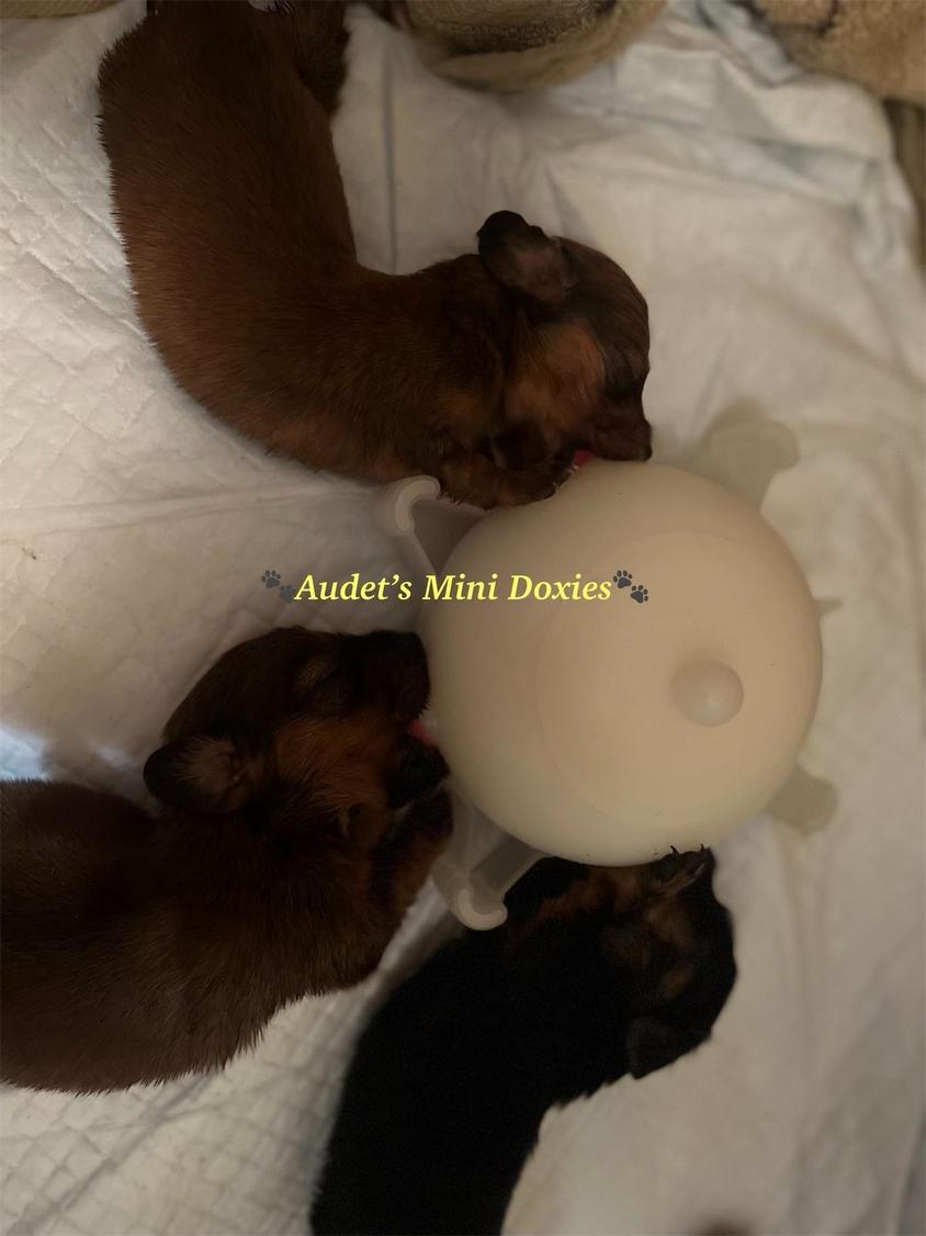 Red Colored Audet’s Mini Dachshunds