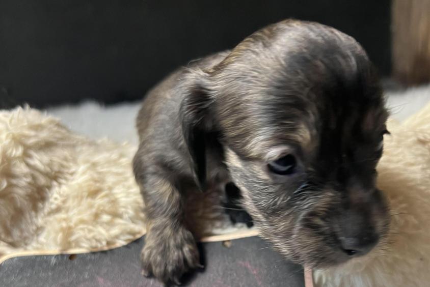 Brindle Colored Dachshunds Up North