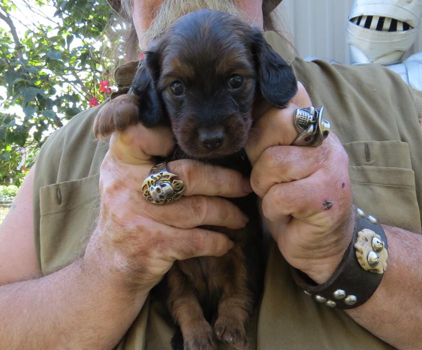 Chocolate Dappled Colored Decorous Dachshunds