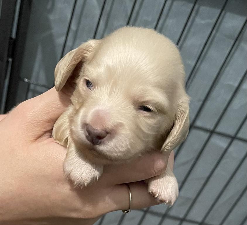 Cream Colored Sweet LovelylilDoxies Dachshund