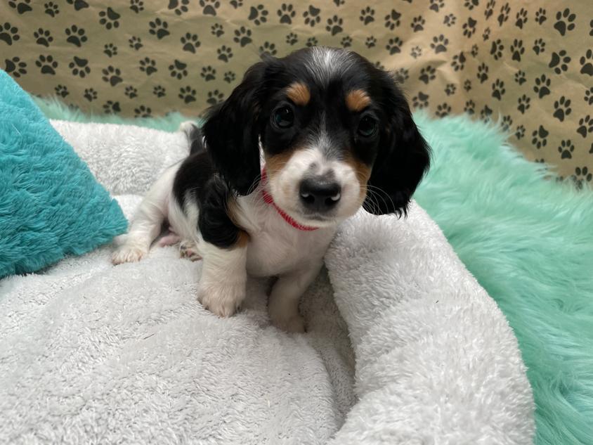 Red Colored White's Mississippi Doxies Dachshund