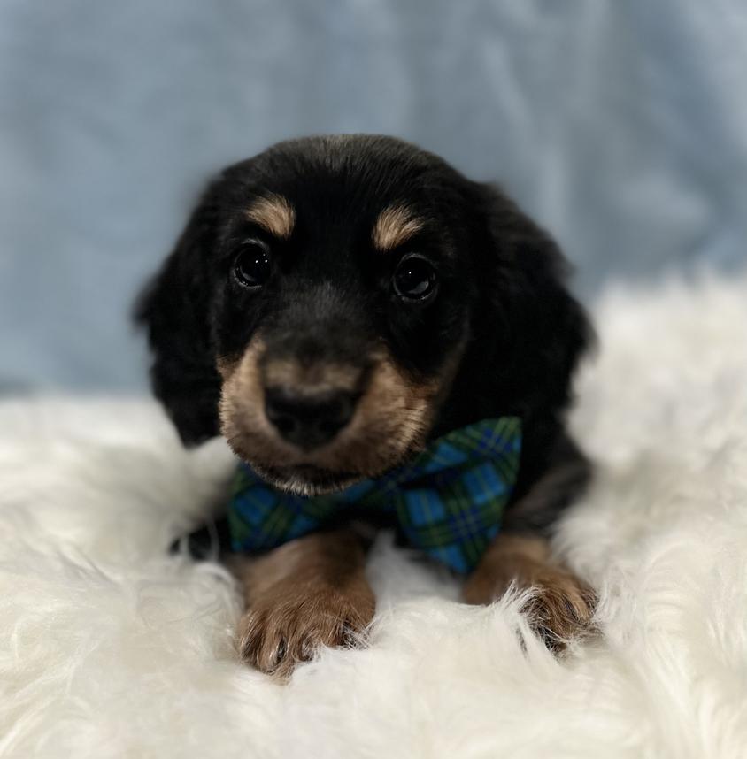 Black and Tan Colored Fink Dachshund Farm