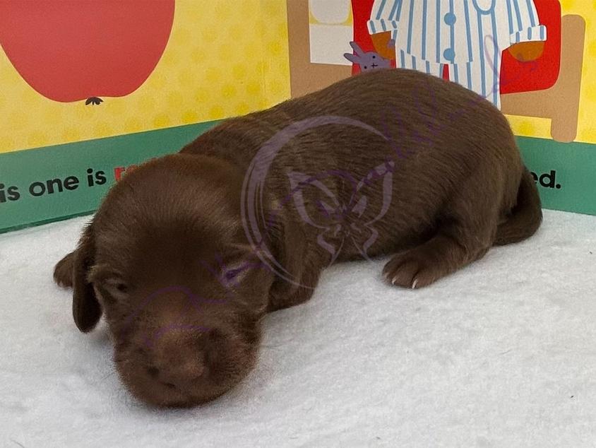 Chocolate Colored RNK Dachshunds