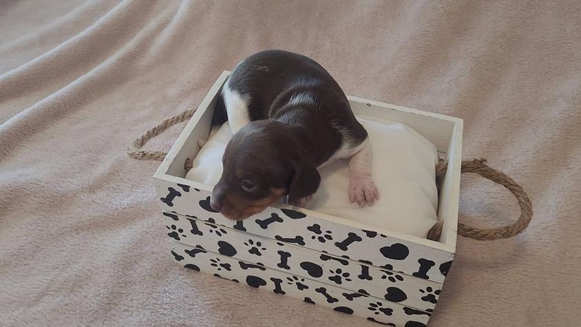 Chocolate And Tan Colored Mary's Mini Dachshunds