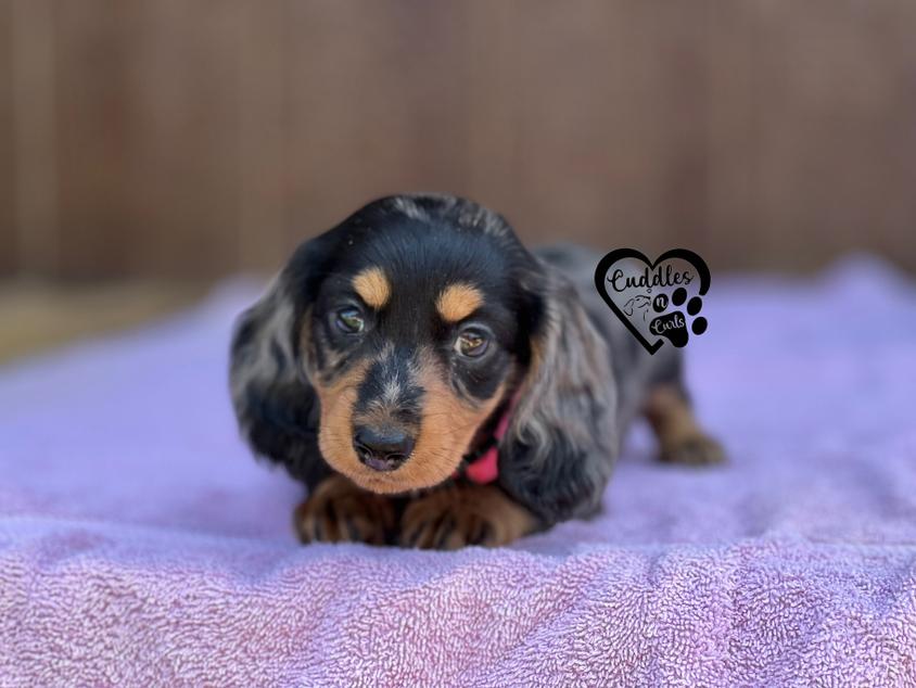 Black and Tan Colored Cuddles n Curls Dachshund