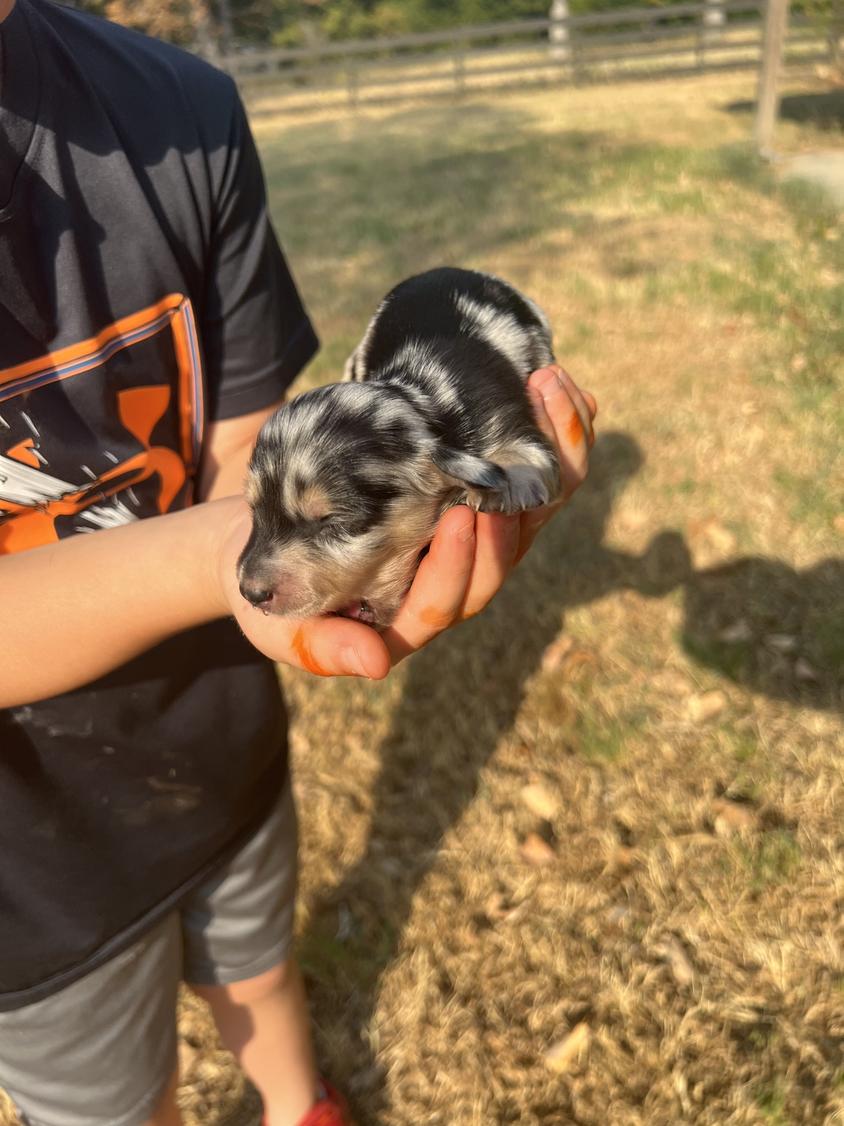 Chocolate Dapple Colored East Texas Dachshunds