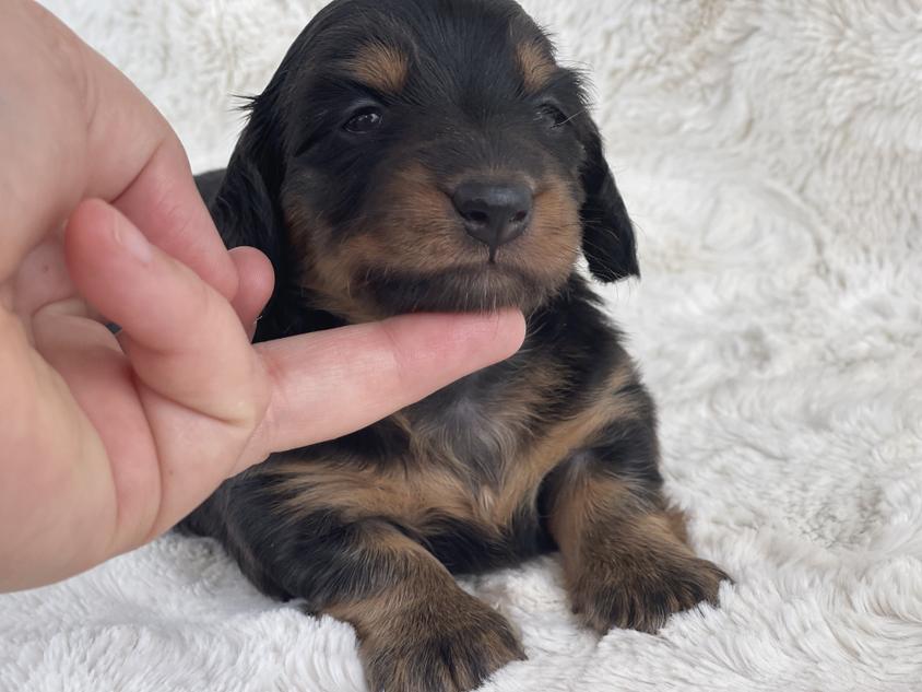 Black And Tan Colored Charisma Dachshunds