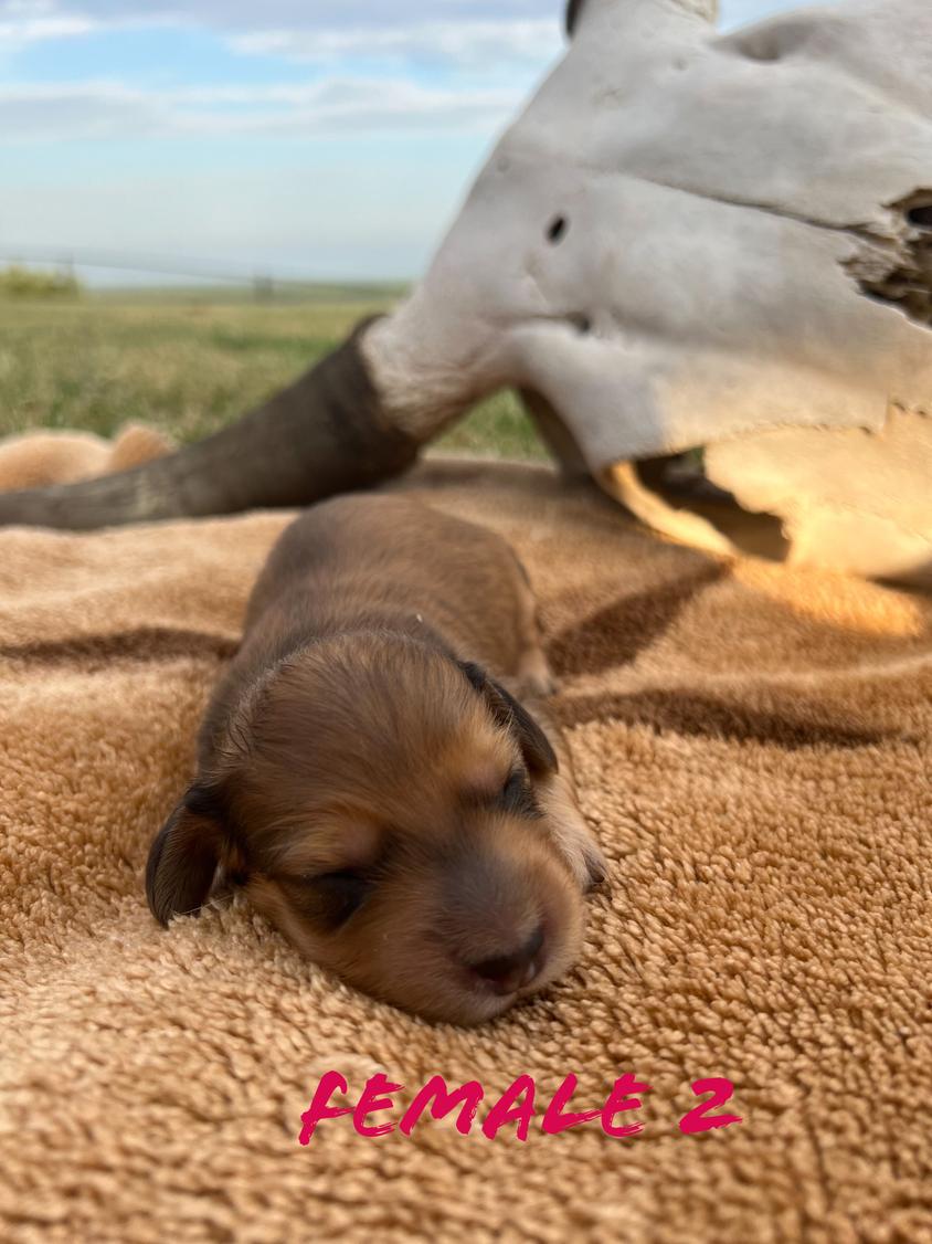 Black Colored Skyview Doxie Ranch Dachshund