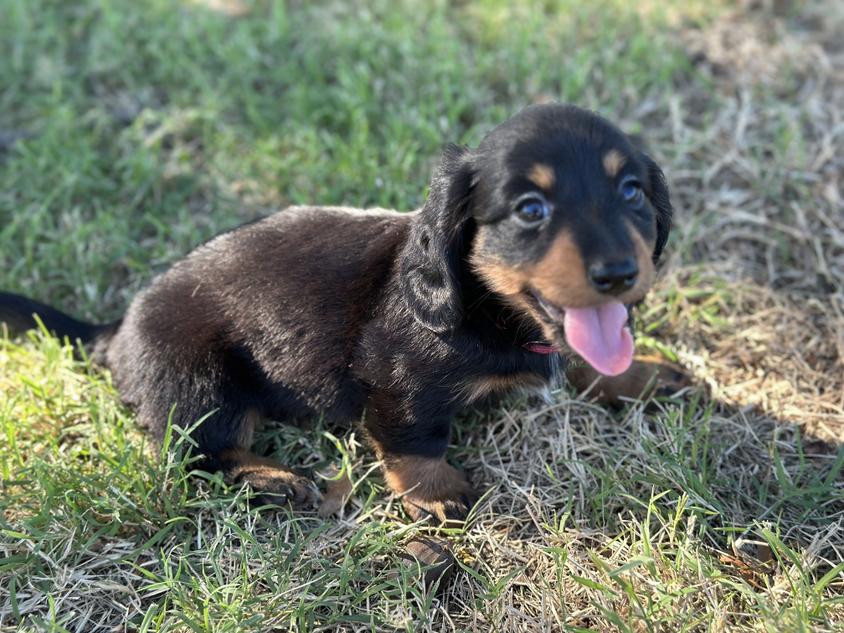 Black And Tan Colored Wild West Dachshunds