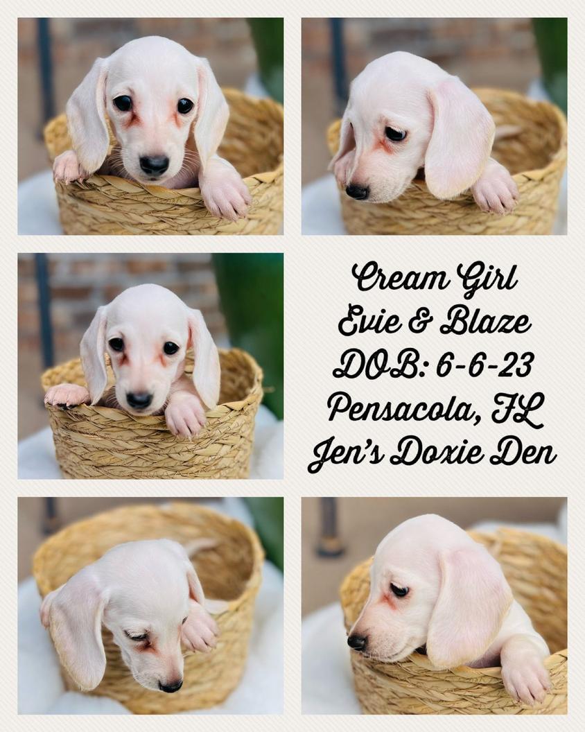 Cream Colored Jen's Doxie Den Dachshund