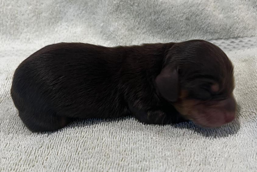 Brown Colored Haven Ridge Doxies Dachshund