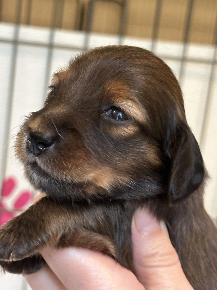 Red Colored Taylored Dachshund