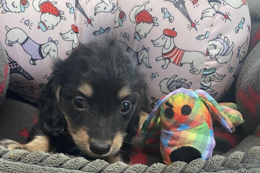 Black and Cream Colored Dog Daze Ranch Dachshund Dachshund for Cumby, TX