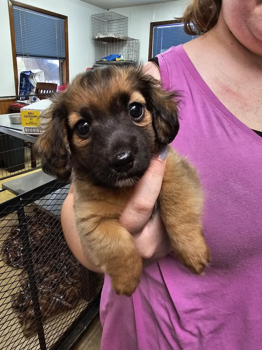 Cream Colored County Road Dachshunds Dachshund for Athens, TX