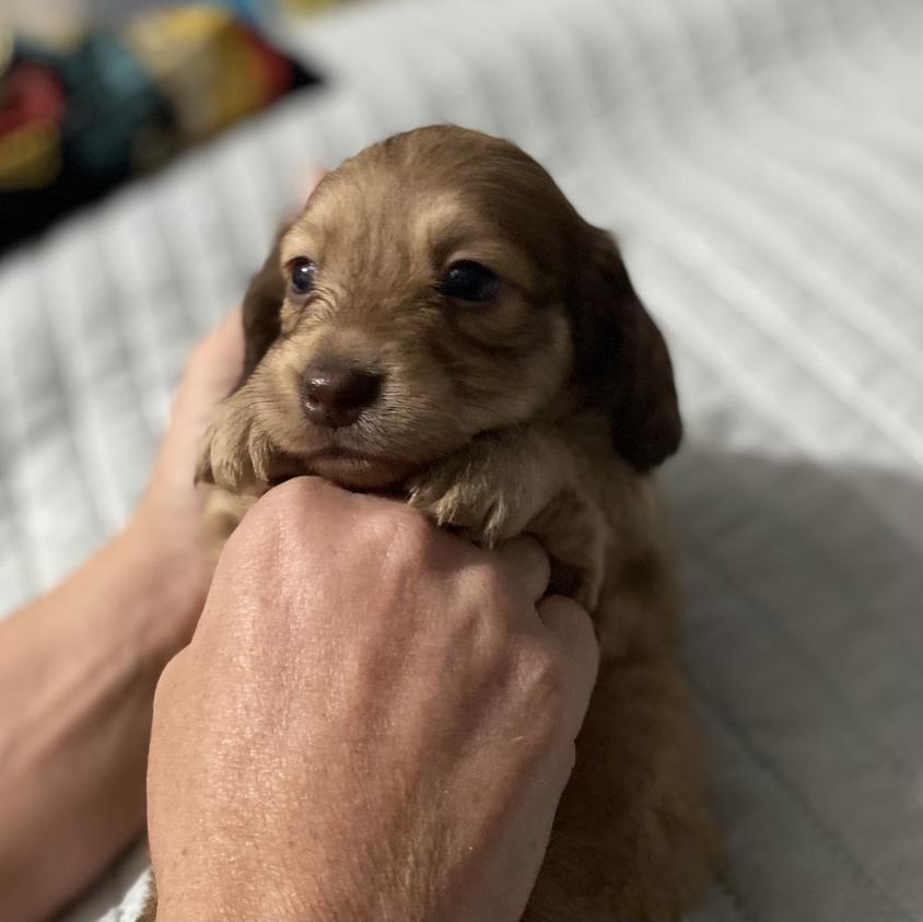 Dark Golden Colored Neverending Dachies