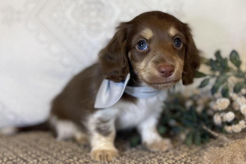 Chocolate And Cream Colored Cooper’s Dachshunds