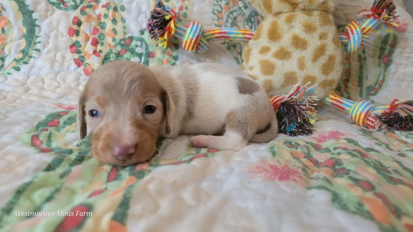 Fawn (Isabella) And Cream Colored Westminster Minis Farm Dachshund