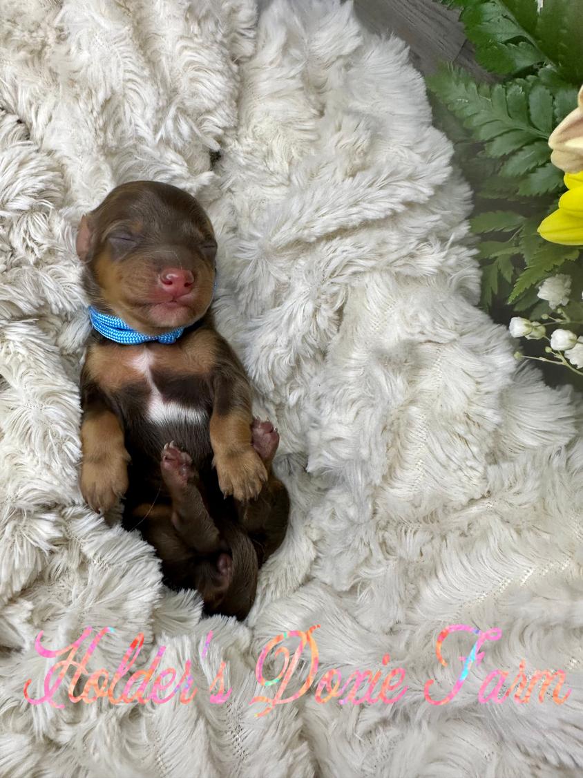 Chocolate And Tan Colored Holder’s Doxie Farm Dachshund