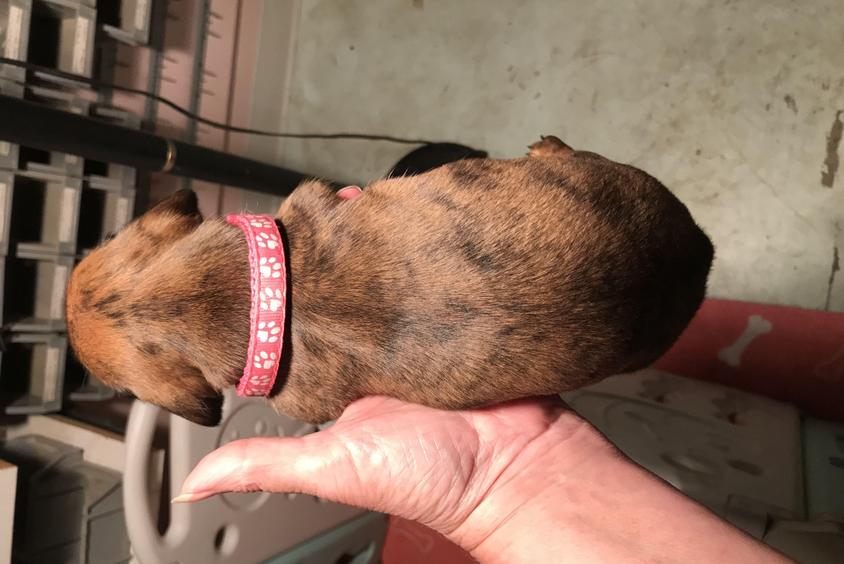 Brindle Colored DFW Dachshunds by G & S Dachshund for Irving, TX