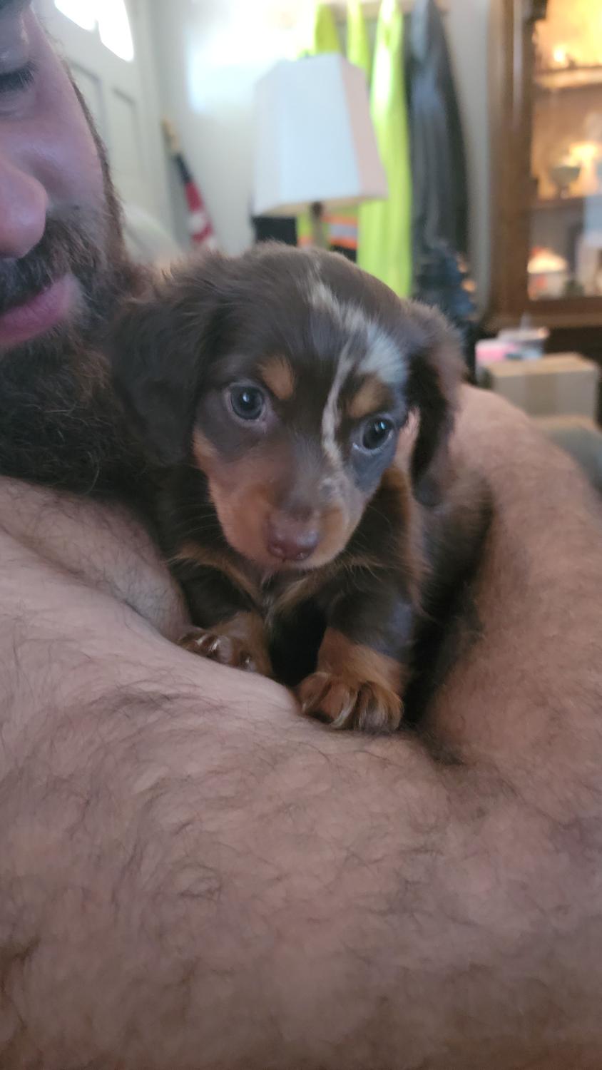 Chocolate Dapple Colored Gorrell's Dachshund Farm