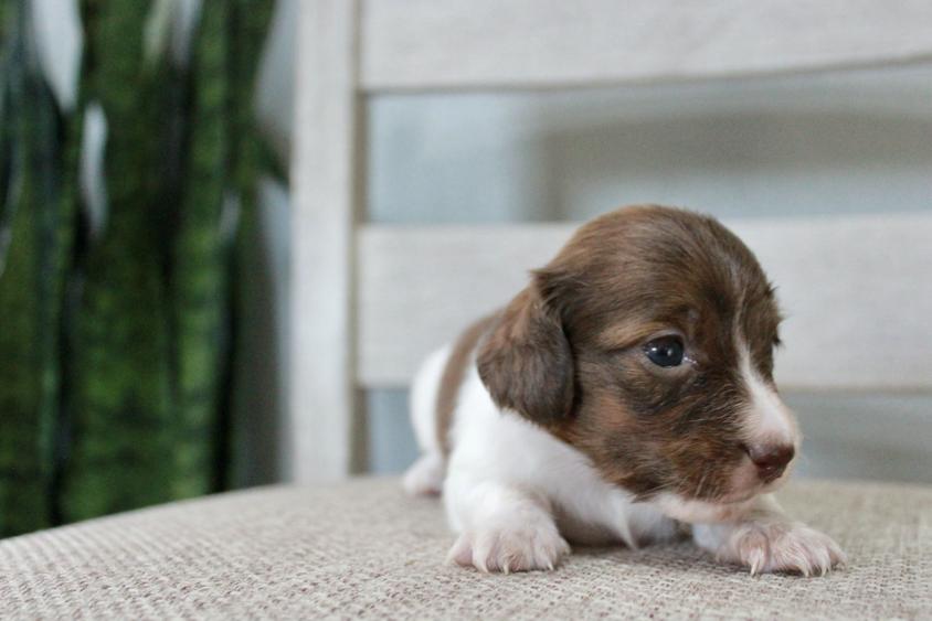 Chocolate And Tan Colored Sweet Tired Chef Dachshunds Dachshund for Krum, TX