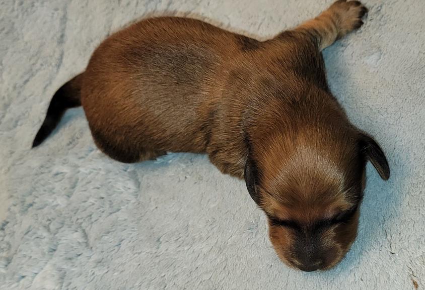 Sable Colored CLARK'S BREEDING PROGRAM Dachshund for Terlton, OK