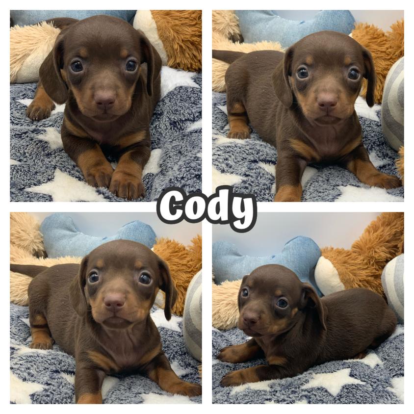 Chocolate And Tan Colored Clear Fork Miniature Dachshunds