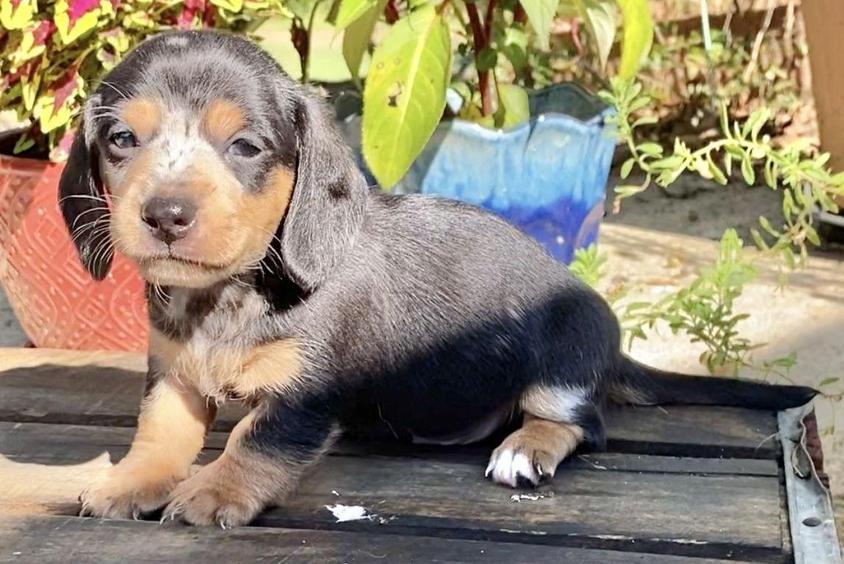 Chocolate Dapple Colored Wildflower Dachshunds