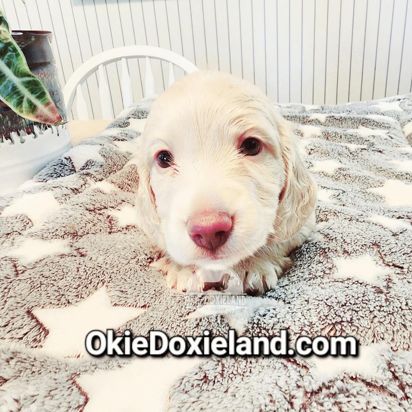 Cream Colored OkieDoxieland Dachshunds