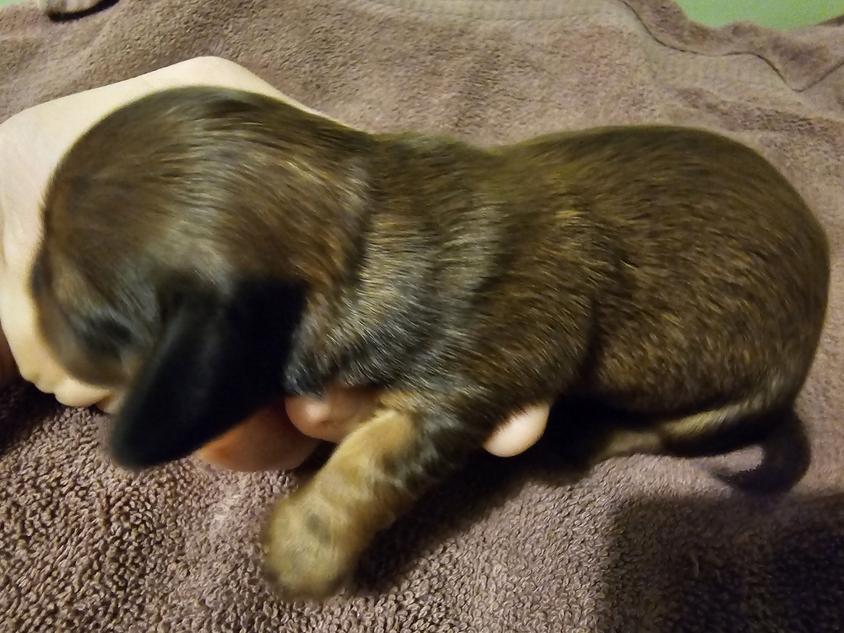 Black and Tan Colored Shade Tree Dachshunds