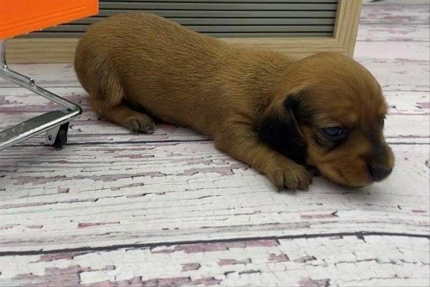 Red Colored Southern Dachshunds