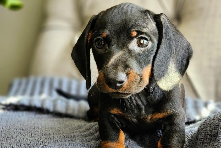 Black And Tan Colored Sweet Poplar Ridge Dachshunds