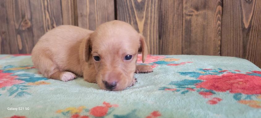 Cream Colored Kiser Creek Dachshunds