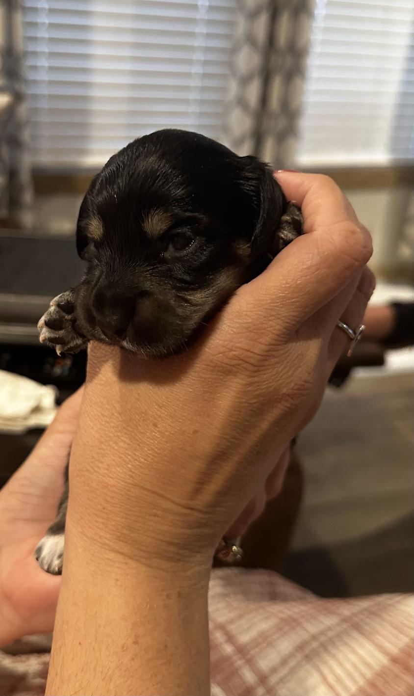 Chocolate Colored Texas Mini Dachshund