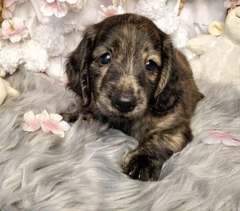 Brindle Colored Ming's Mongols Dachshund Dachshund for Aiken, SC