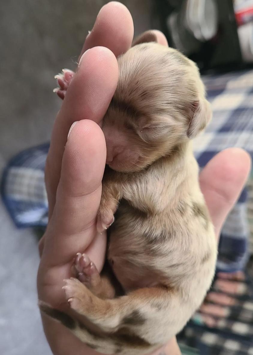 Chocolate And Tan Colored Foxies Doxies Dachshund