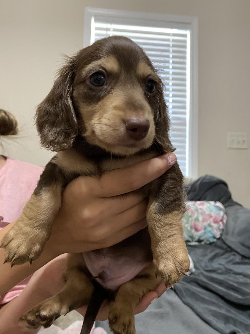 Sable Colored Dani’s Darling Doxies Dachshund