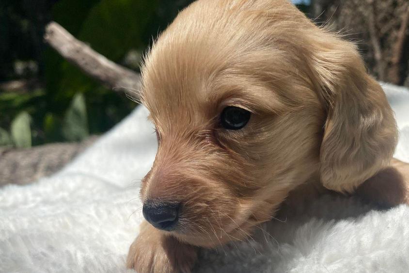 Cream Colored Countridox Dachshunds Dachshund for Desoto Lakes, FL