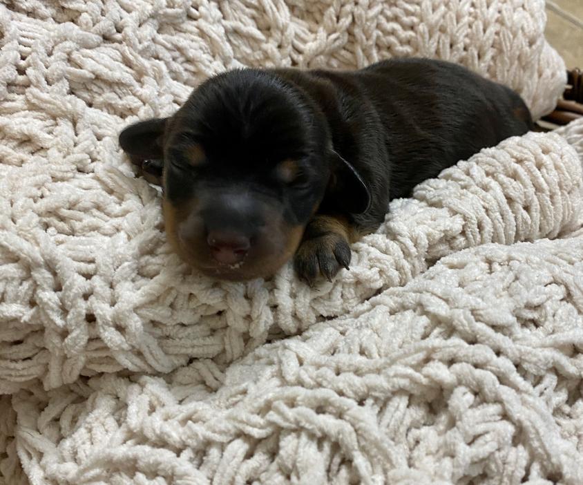 Black And Tan Colored Cherished Dachshunds Dachshund for Bennett, NC