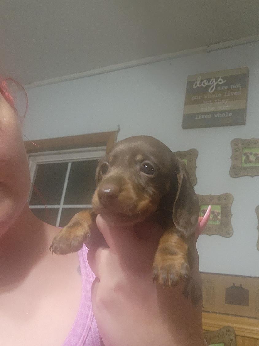 Chocolate And Tan Colored Wild and Wonderful Wieners Dachshund