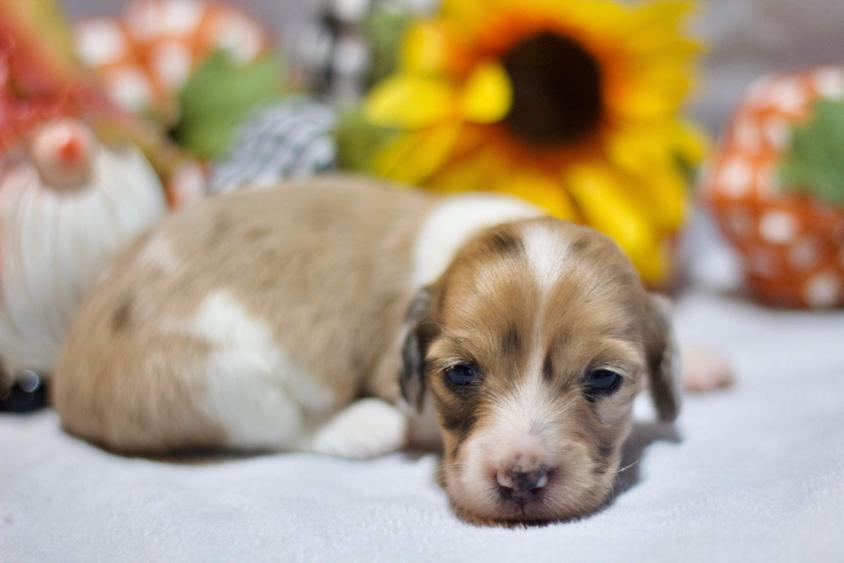 Black and Cream Colored JK Mini Doxies Dachshund