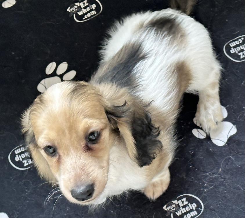 Cream Colored Sabe and Shabe’s Doxies Duchshund Dachshund for Lone Rock, WI