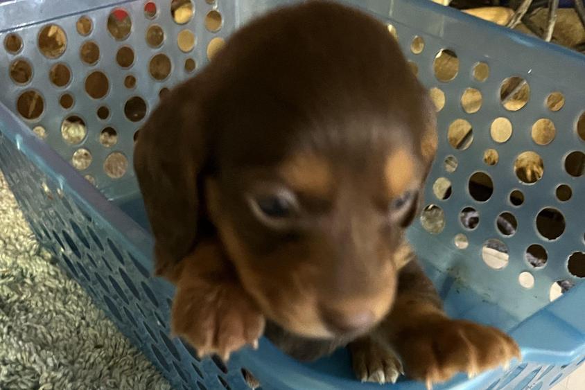 Chocolate And Tan Colored PA's Darling Doxies Dachshund