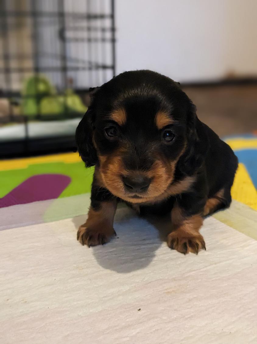 Chocolate Dapple Colored Schofield's Get A Long Little Dachshund