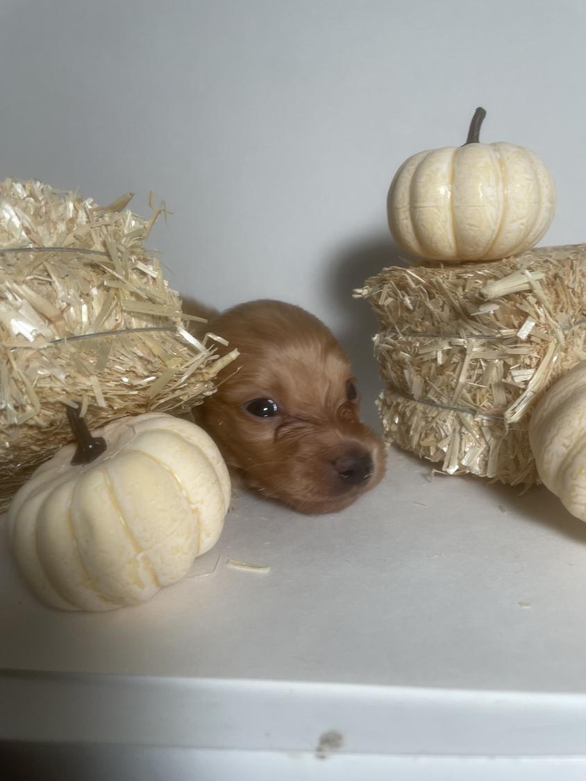 Red Colored Sugarbakers Kennel Dachshund