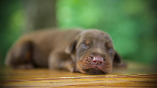 Chocolate Colored Von Hohenhalla Dobermans