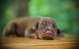 Chocolate Colored Von Hohenhalla Dobermans Doberman Pinscher for College Park, GA