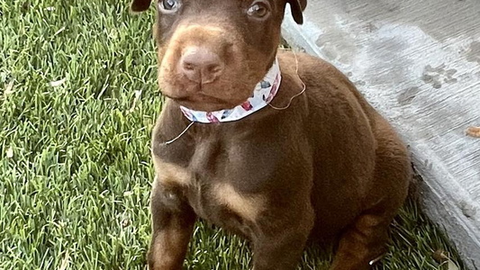 Red And Rust Colored TnT Dobermans